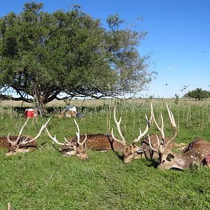 Argentina Hunt Axis Deer