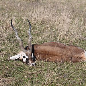 Blackbuck Hunting Argentina