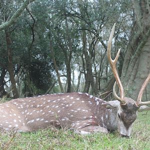 Hunt Axis Deer in Argentina