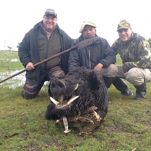 Argentina Hunt Wild Boar