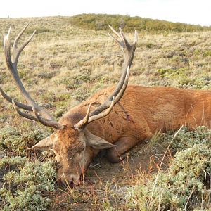 Hunting Red Stag in Argentina