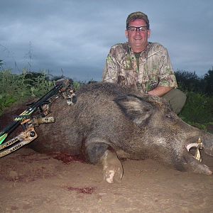 Wild Boar Bow Hunt Argentina