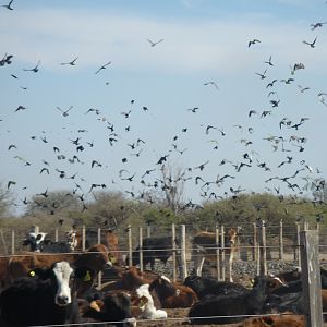 Argentina Bird Hunting