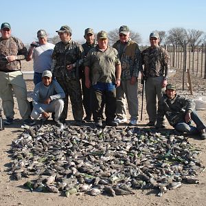 Argentina Hunting Dove