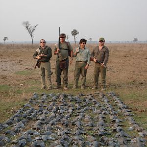 Pigeon Hunt Argentina