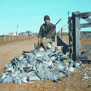 Argentina Hunting Pigeon