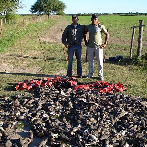 Dove Hunt Argentina