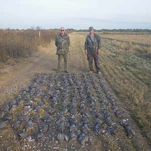 Hunt Pigeon in Argentina