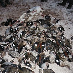 Duck Hunting Argentina