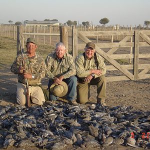 Hunting Pigeon in Argentina