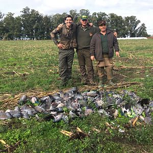 Argentina Hunt Pigeon