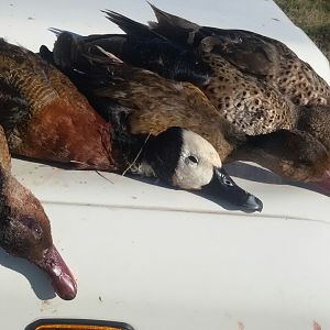 Duck Hunt Argentina