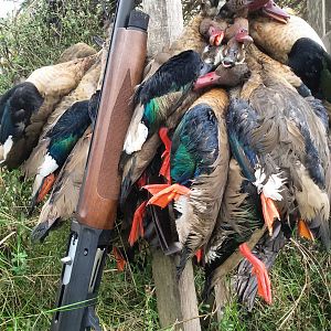 Hunt Duck in Argentina