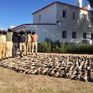 Duck Hunt in Spain