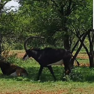 Sable Antelope South Africa