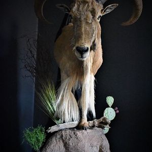 Aoudad Half Mount Taxidermy