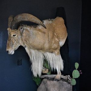 Aoudad Half Mount Taxidermy