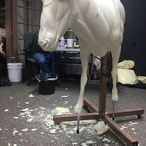 Aoudad Half Mount Taxidermy