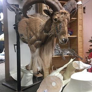 Aoudad Half Mount Taxidermy