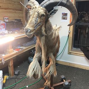 Aoudad Half Mount Taxidermy