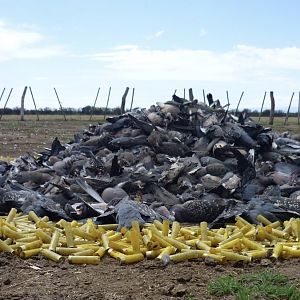 Argentina Wingshooting