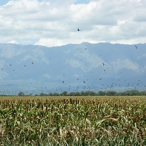 Argentina Wingshooting