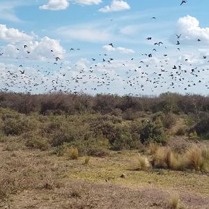 Argentina Wingshooting