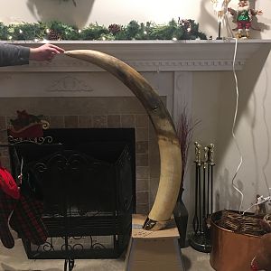 Fiberglass Replica Elephant Tusk