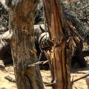 South Africa Hunt Cape Buffalo