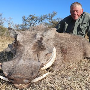 Warthog Hunting South Africa