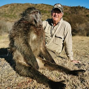 South Africa Hunt Baboon