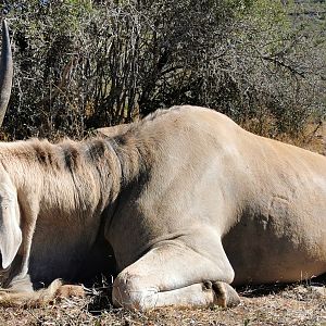 Eland Hunt South Africa