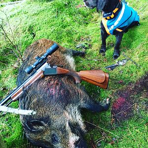 Boar Hunt Sweden