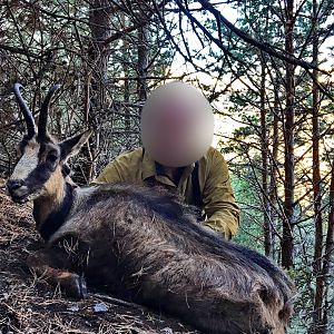 Hunting Chamois