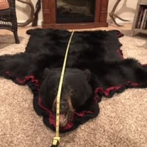 Black Bear Head & Skin Rug