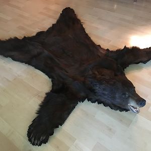 Black Bear Head & Skin Rug