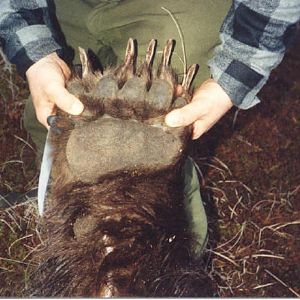 Alaska Peninsula USA Hunting Brown Bear