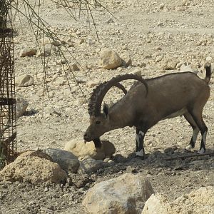 Nubian Ibex in Israel