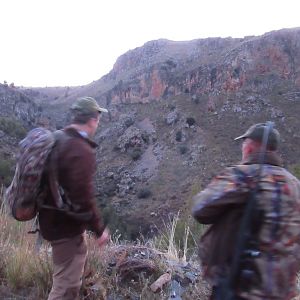 Ibex Hunt Spain