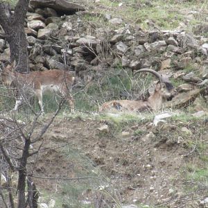 Ibex in Spain