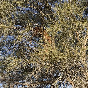 Calf up in the tree