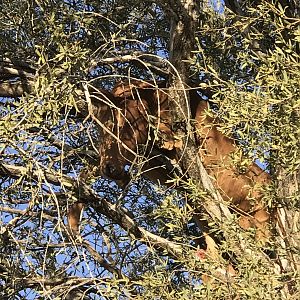 Calf up in the tree