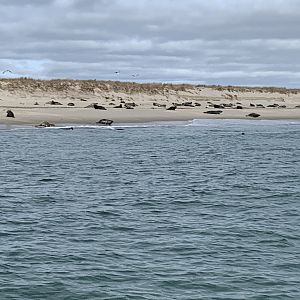 Seals on the Beach