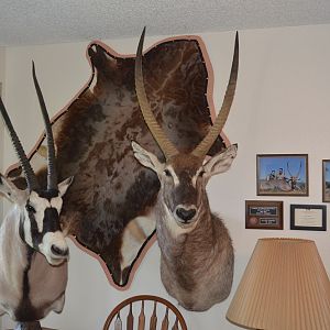 Gemsbok & Waterbuck Shoulder Mount Taxidermy and Blesbok Skin