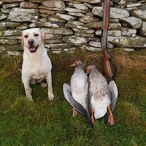 Shetland Hunting Duck