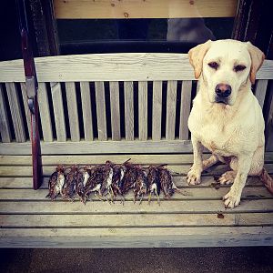 Woodcock Hunting Shetland