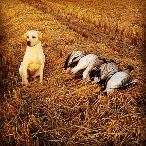 Shetland Hunt Duck