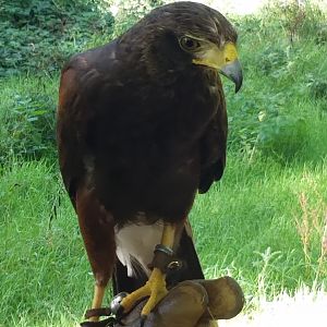 Falconry in Ireland