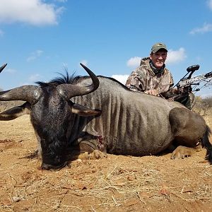 Blue Wildebeest