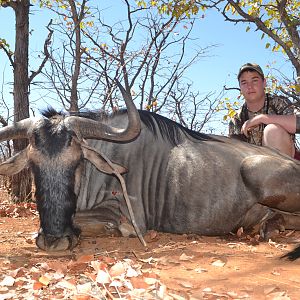 Blue Wildebeest